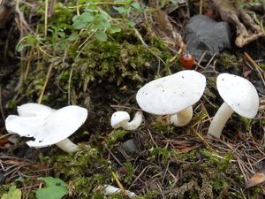 Klikni pro velký obrázek