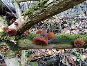 Klikni pro velký obrázek