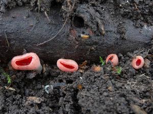 Klikni pro velký obrázek