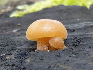 Klikni pro velký obrázek