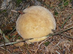 Klikni pro velký obrázek