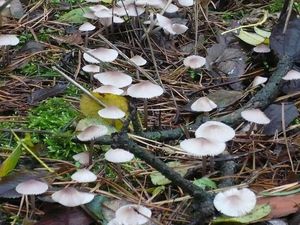 Klikni pro velký obrázek