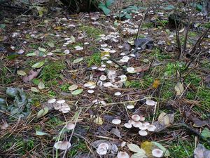 Klikni pro velký obrázek