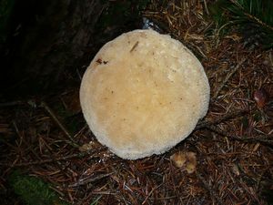 Klikni pro velký obrázek