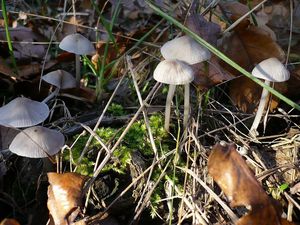 Klikni pro velký obrázek