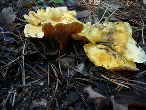 Klikni pro velký obrázek