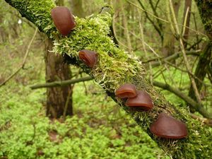 Klikni pro velký obrázek