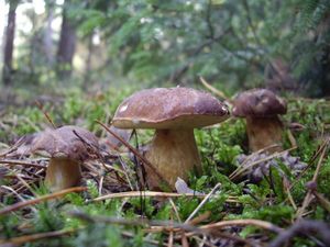 Klikni pro velký obrázek