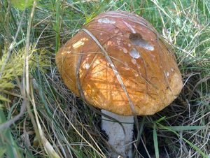 Klikni pro velký obrázek