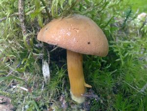 Klikni pro velký obrázek