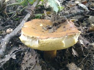 Klikni pro velký obrázek