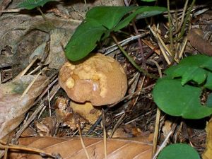 Klikni pro velký obrázek