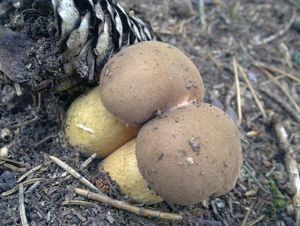 Klikni pro velký obrázek