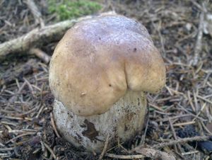 Klikni pro velký obrázek