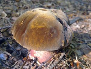 Klikni pro velký obrázek