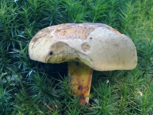 Klikni pro velký obrázek