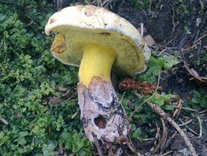 Klikni pro velký obrázek