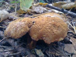 Klikni pro velký obrázek