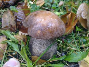 Klikni pro velký obrázek