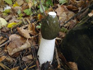 Klikni pro velký obrázek