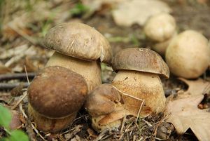 Klikni pro velký obrázek