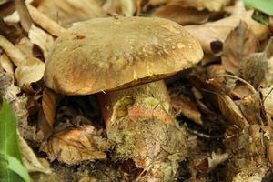 Klikni pro velký obrázek