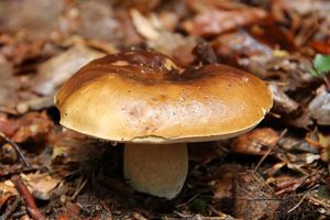 Klikni pro velký obrázek