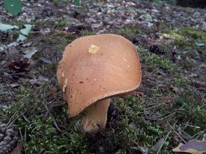 Klikni pro velký obrázek