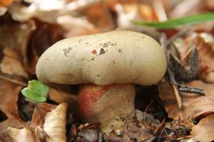 Klikni pro velký obrázek