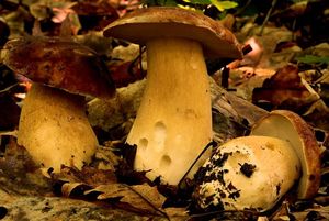 Klikni pro velký obrázek