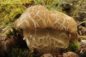 Klikni pro velký obrázek