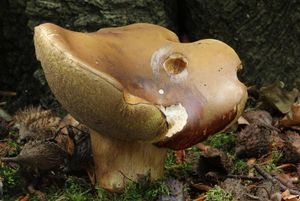 Klikni pro velký obrázek