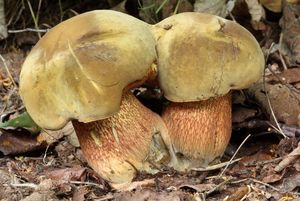 Klikni pro velký obrázek