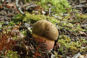 Klikni pro velký obrázek