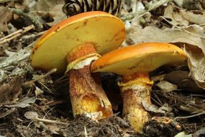 Klikni pro velký obrázek