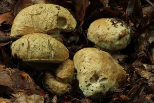 Klikni pro velký obrázek