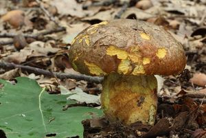 Klikni pro velký obrázek