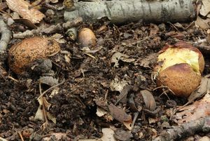 Klikni pro velký obrázek