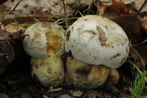 Klikni pro velký obrázek