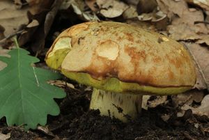 Klikni pro velký obrázek