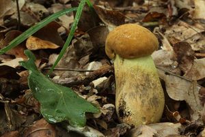 Klikni pro velký obrázek