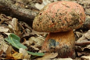 Klikni pro velký obrázek