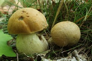 Klikni pro velký obrázek