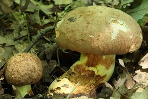 Klikni pro velký obrázek