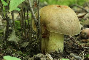 Klikni pro velký obrázek