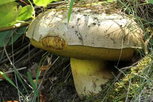 Klikni pro velký obrázek