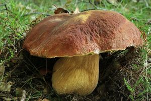 Klikni pro velký obrázek