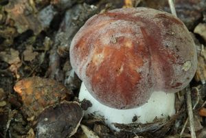 Klikni pro velký obrázek