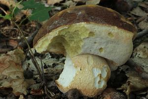 Klikni pro velký obrázek