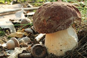 Klikni pro velký obrázek